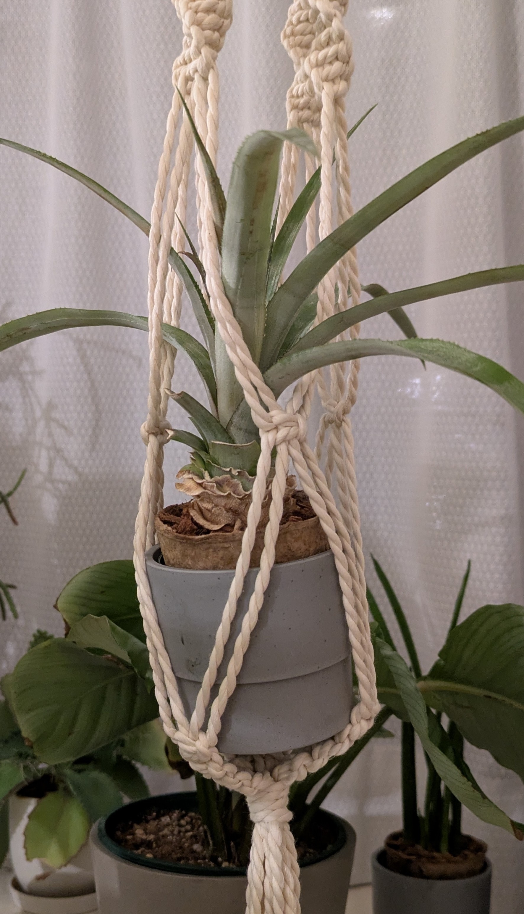 リボベジしたパイナップル。場所がなくてハンギングしてる。